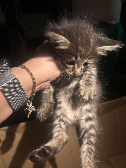 Бездомные котята ищут дом