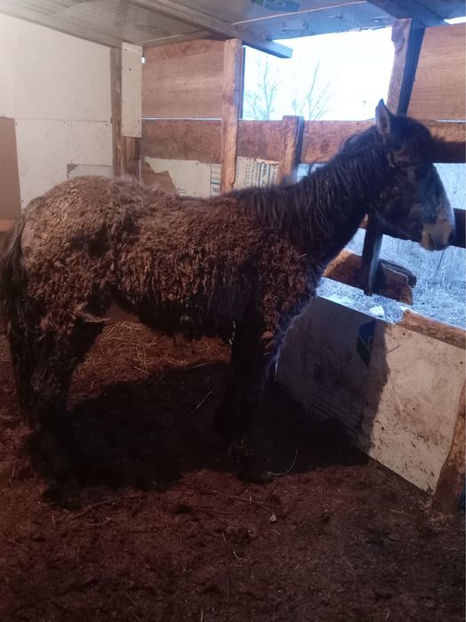 Жабағы.    еркек