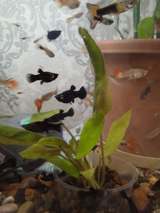 Аквариумные рыбки молинезии черные