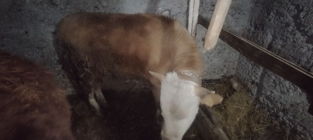 Быки откорм продам