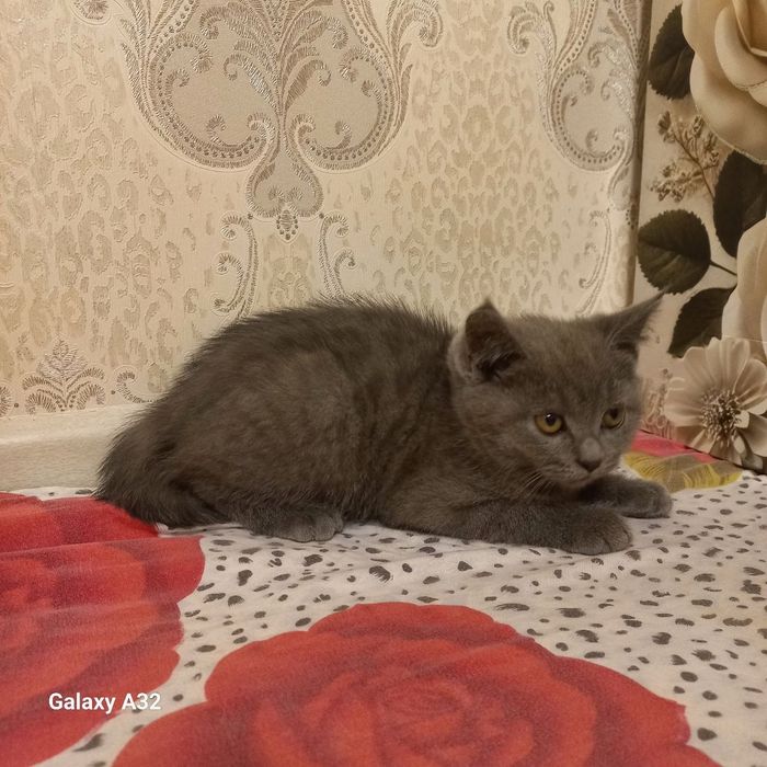 Skotish strayt zotdor mushuk bolasi sotiladi