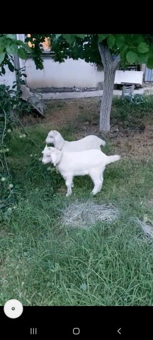 лақ козлёнок ұрғашы еркек