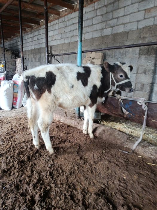 Бузаулар сатылады