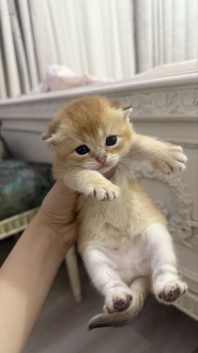 продаются котята шиншилы