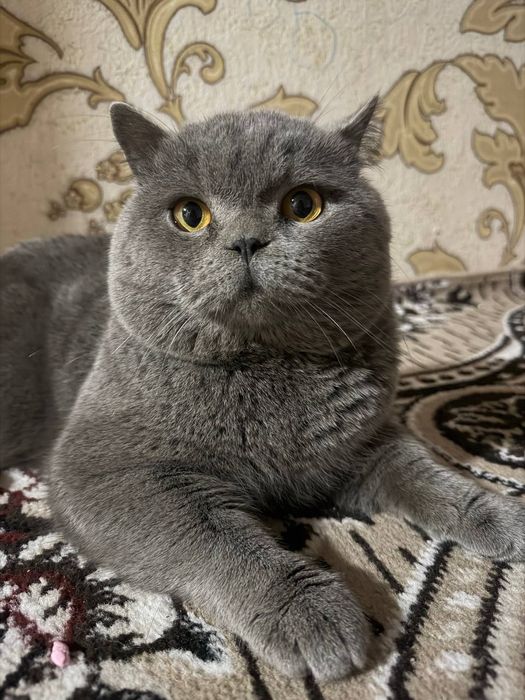 британский кот .вязка