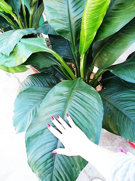 Продается цветок Спацифилум Сенсация гигант.