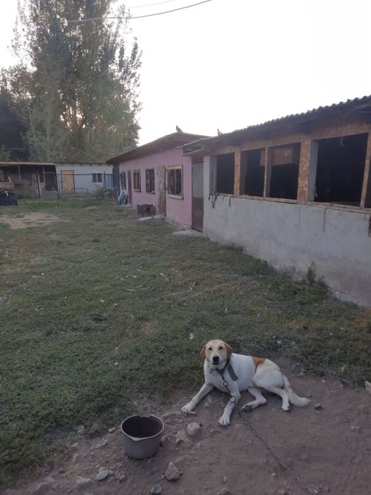 Продам фазенду и земли