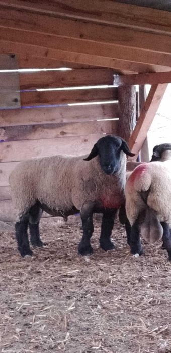 Berbeci, berbecuti suffolk!