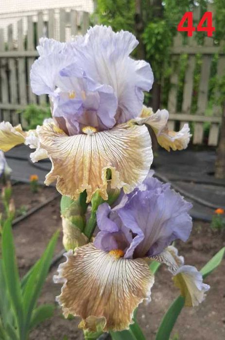 Сортови вискоки ириси /брадати ириси