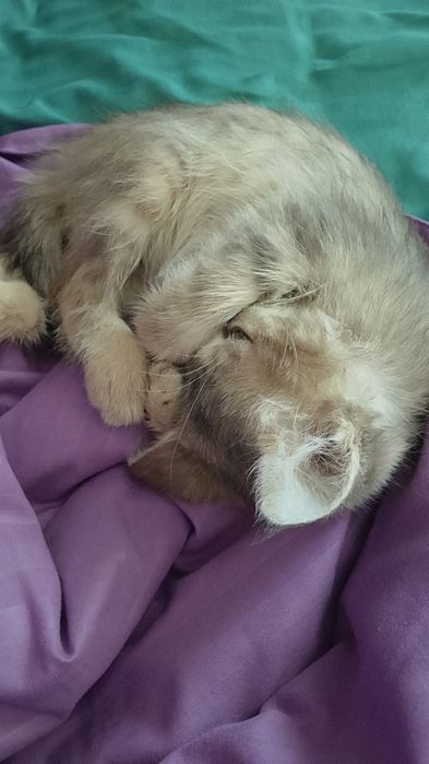Отдам котенка Красивого