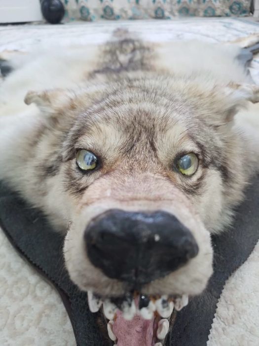 Продаем ш к у р у   Арлан