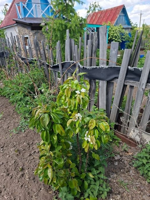 Продам дачу в обществе Плодородие