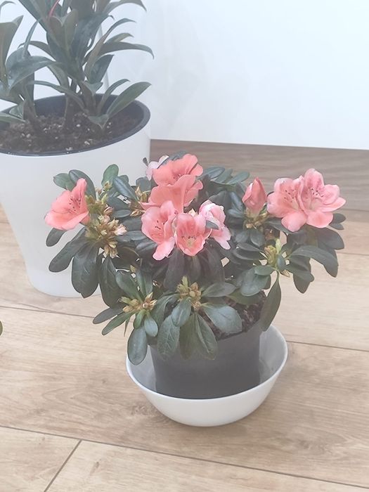 Комнатные растения,