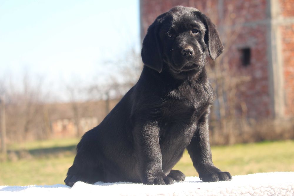 pui labrador calitate deosebita