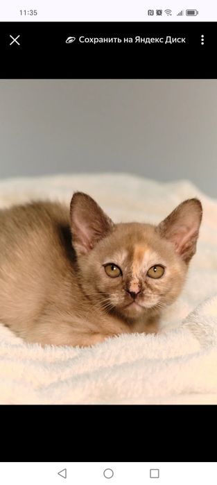 Котята европейской бурмы