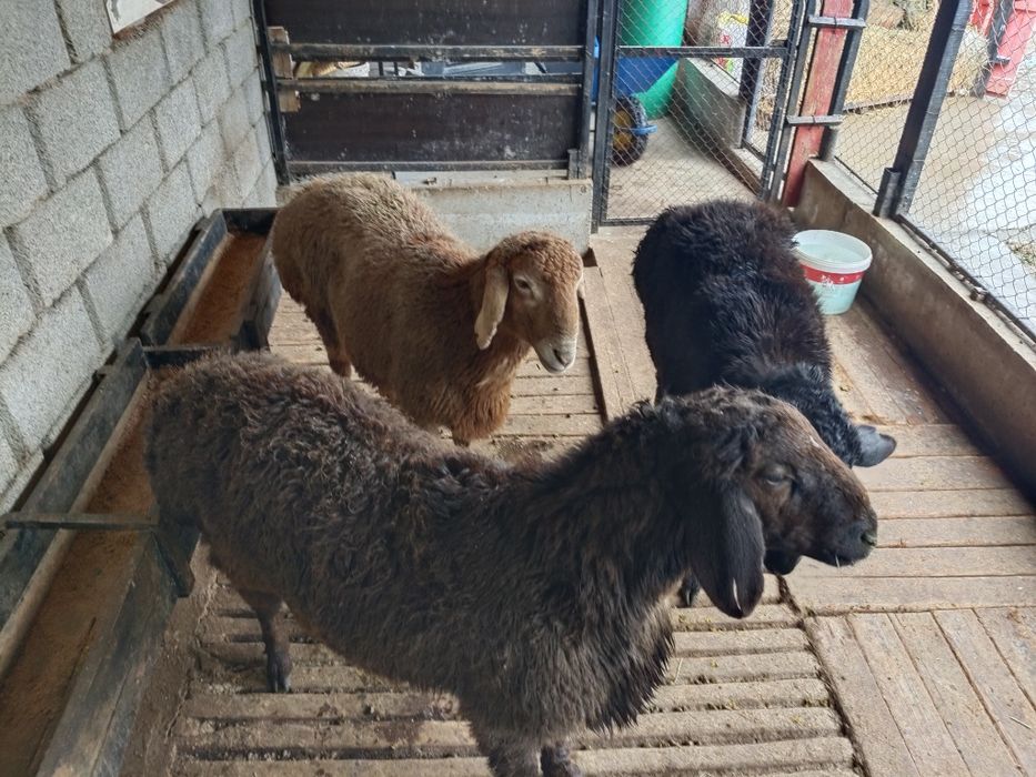 Кошкарлар, домашние