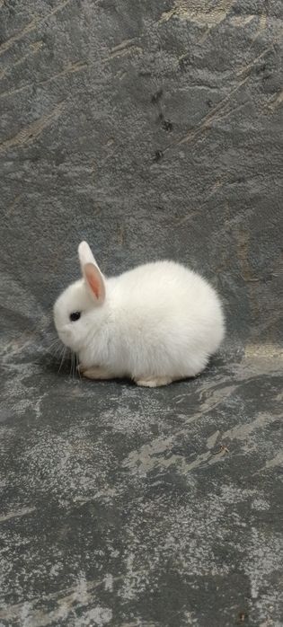 Декоративные карликовый кролики