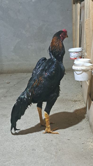 Бойцовый петух дакан