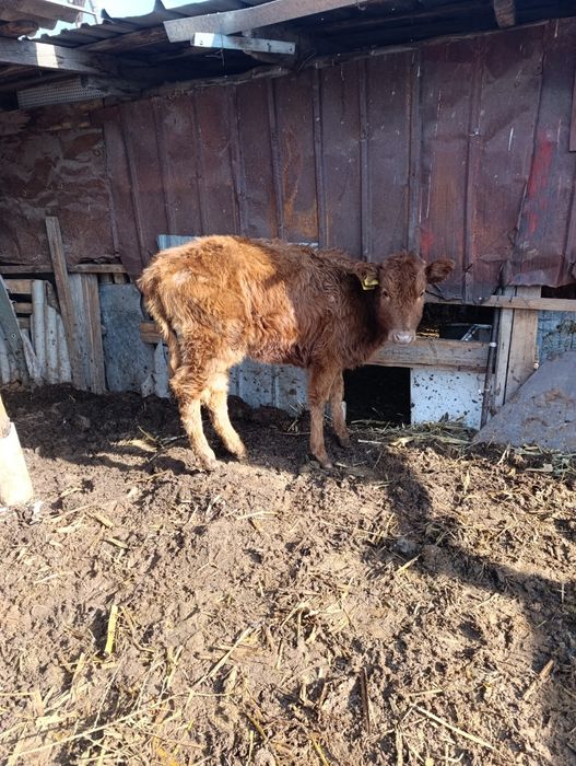 Продам 3 телочки