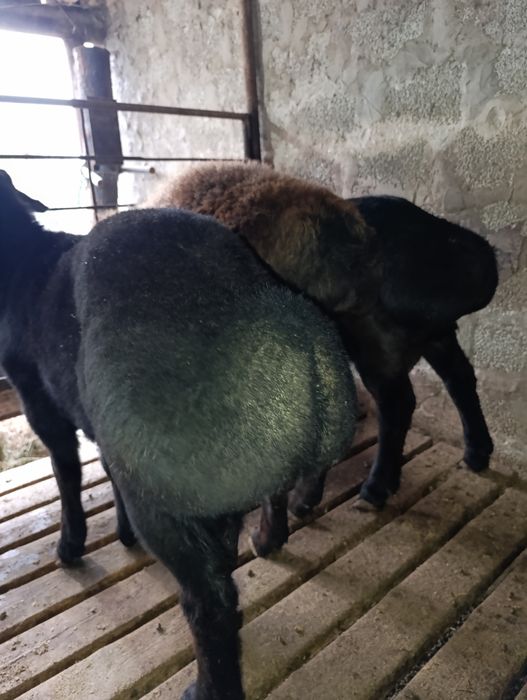 Козы кошкарлар сатылады