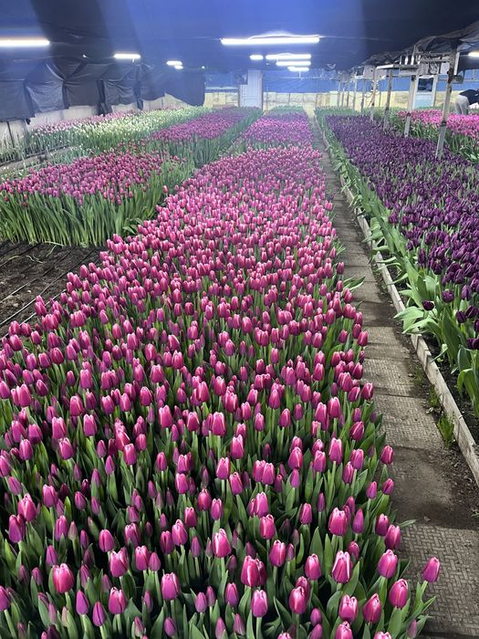 Тюльпаны оптом голландские
