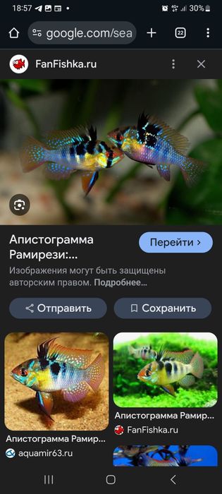 Продаются Рамирези