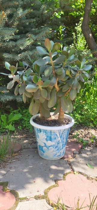 Красула, толстянка