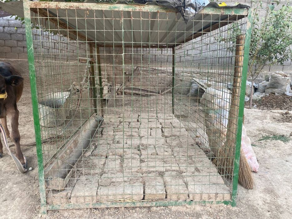 Товук катак (сетка)