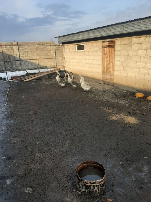 Продам гусей по 8500