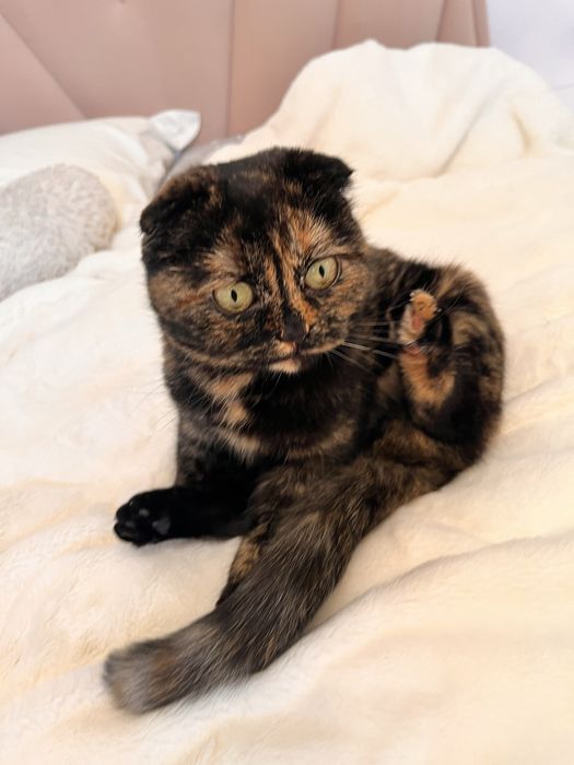 шотландская молодая кошечка в добрые руки