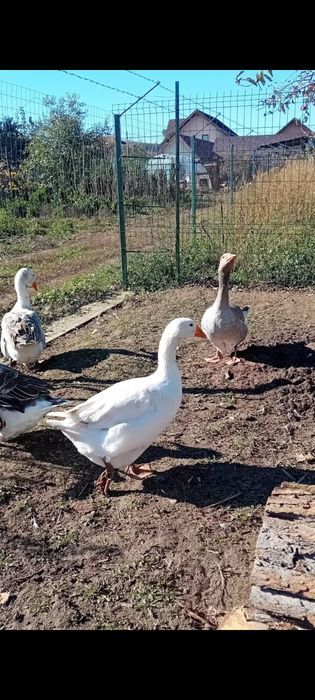 Vând gâște tinere