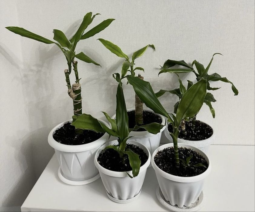 Домашные цветы от 3000 тг