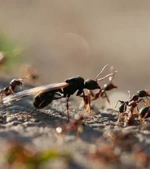 Муравьи для новичков