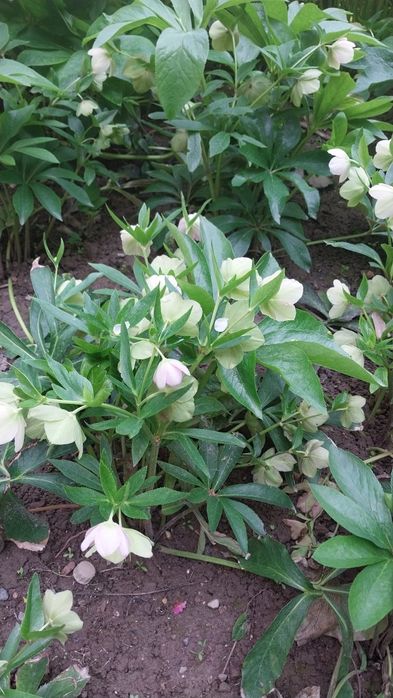 Всегда зелёные цветы Морозка