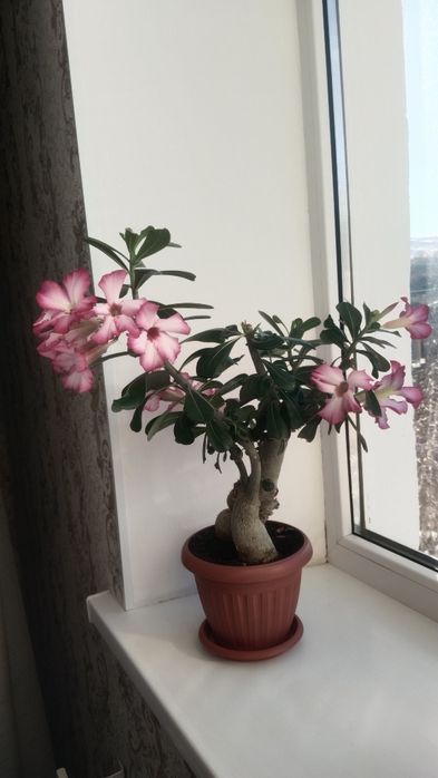 Продам адениум (роза пустыни)