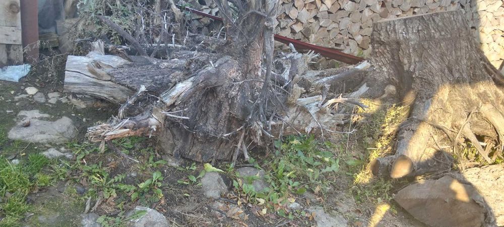 Radacina trunchi de nuc