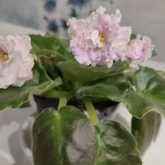 Фиалки сенполии сортовые разные