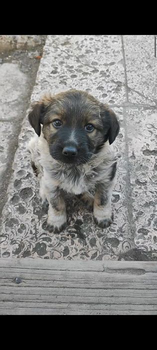 отдам щенка в хорошие руки