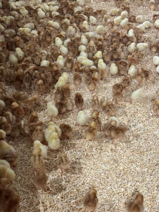 Бройлерый суточные ,подрощые