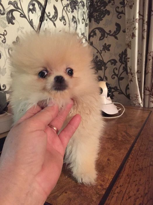 щенки шпицы разного окраса