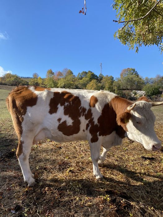 Vaca de 3 ani de vanzare