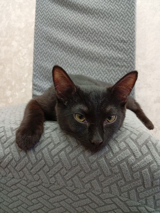 Котенок 4мес мальчик