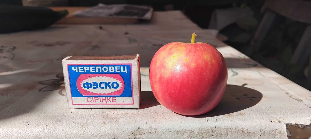 Яблоки дачные сочные с дерева