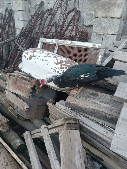 Индаутка самец молодой