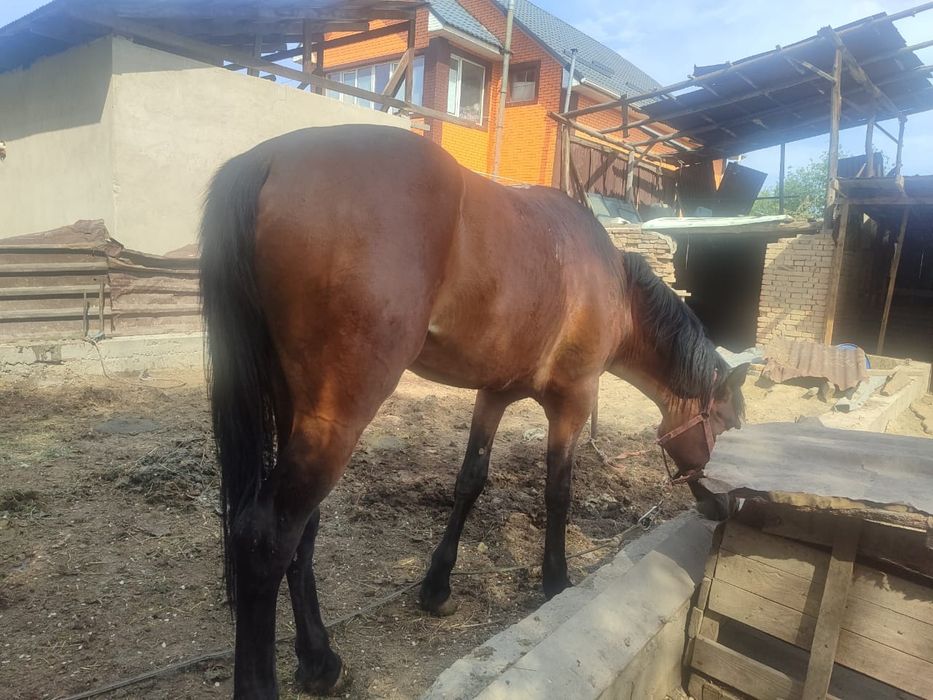 Жылкы сатылады 4жасар келисим бар