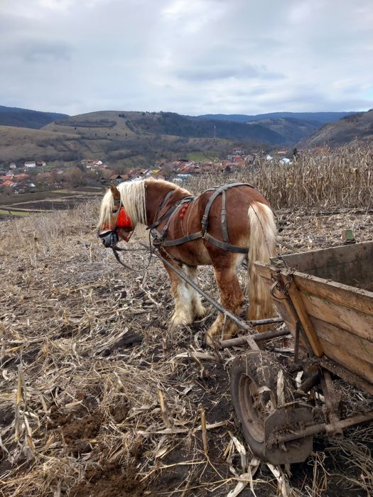 Disponibil armăsar pentru monta