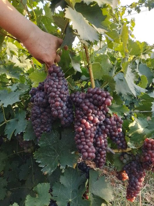 Vand must Busuioaca Bohotin