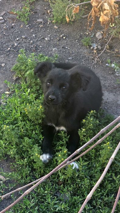 Отдам щенка в надежные руки.