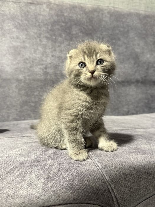 Вислоухие котята