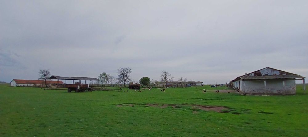 Ferma agricola Salonta